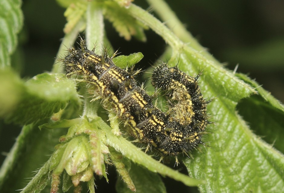 Nymphalis urticae - kis rókalepke