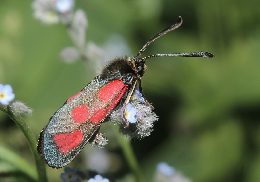 Zygaena loti - közönséges csüngőlepke