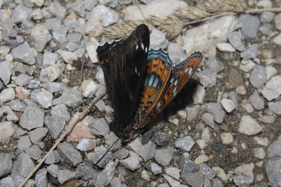 Limenitis populi - nagy nyárfalepke