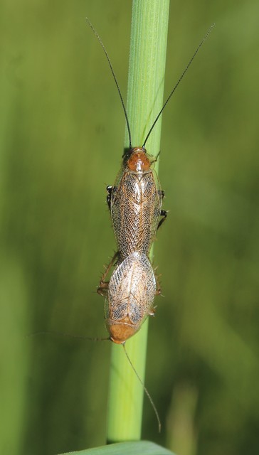 Ectobius erythronotus - sárgatorú erdeicsótány