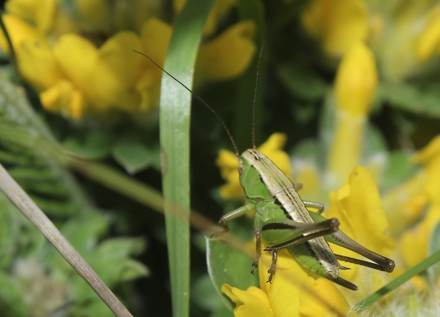 Bicolorana bicolor - halványzöld rétiszöcske