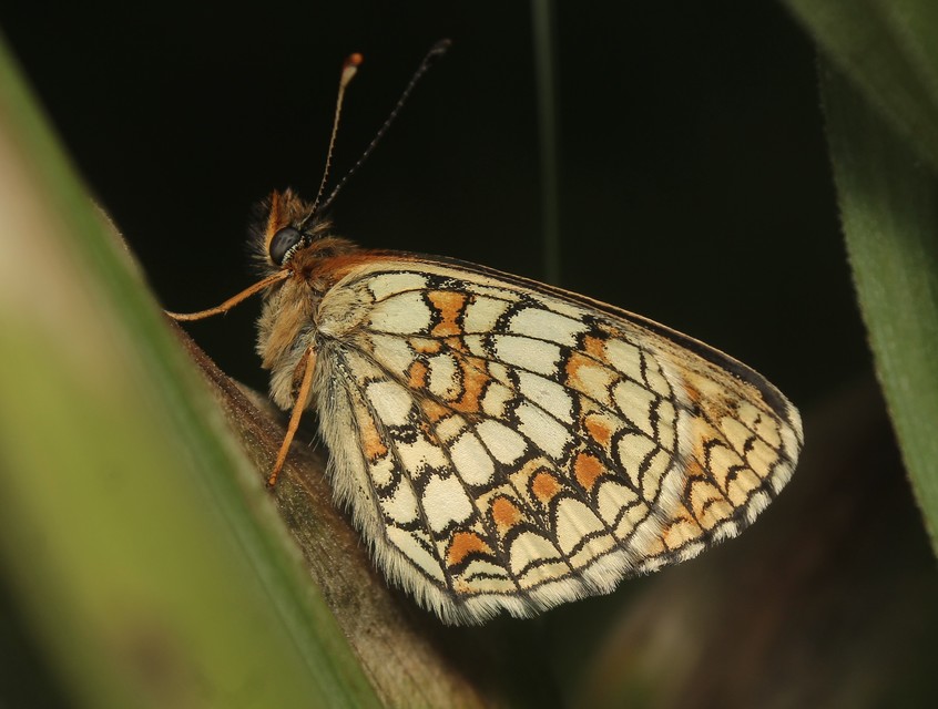 Melitaea athalia - közönséges tarkalepke