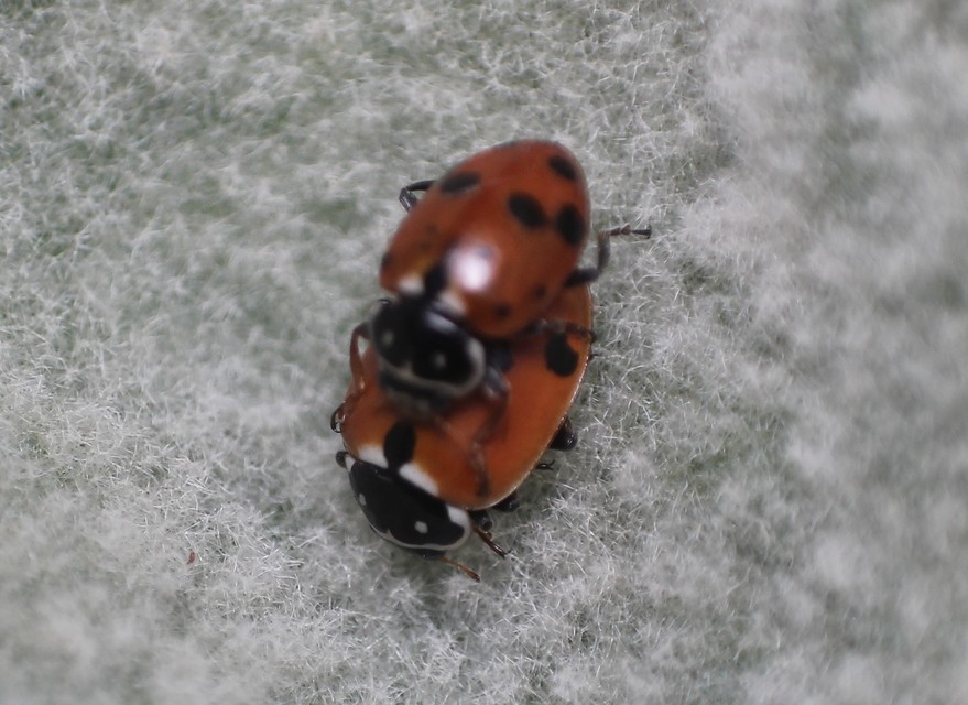 Hippodamia variegata - tizenhárompettyes katica
