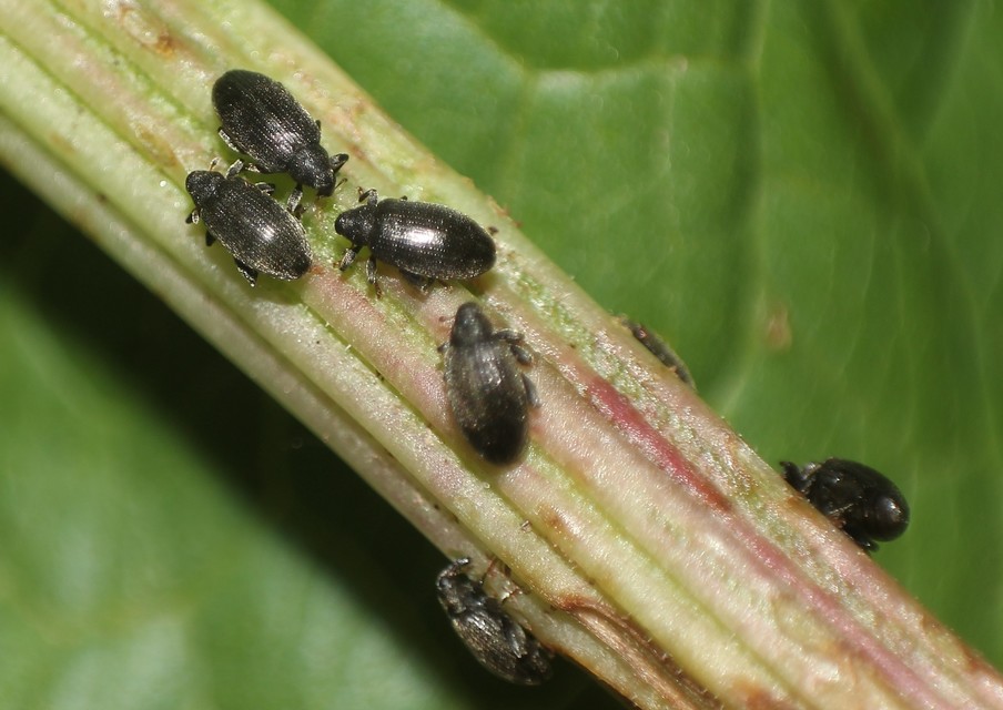 Orchestes fagi - bükk-bolhaormányos