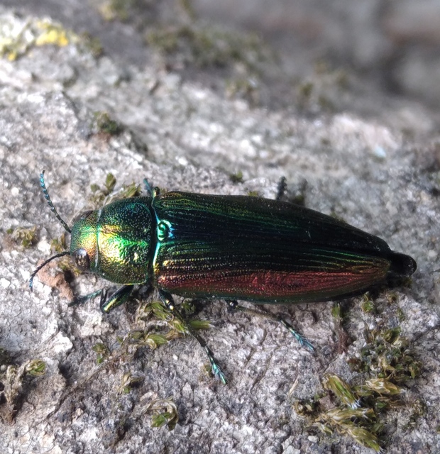 Eurythyrea aurata - aranyos díszbogár