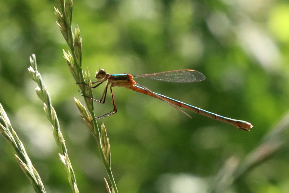 Lestes virens vestalis - kis rablószitakötő