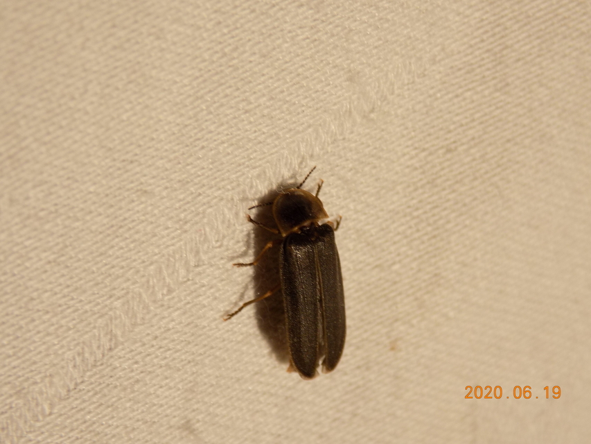 Lampyris noctiluca - nagy szentjánosbogár Lampyris noctiluca - nagy szentjánosbogár