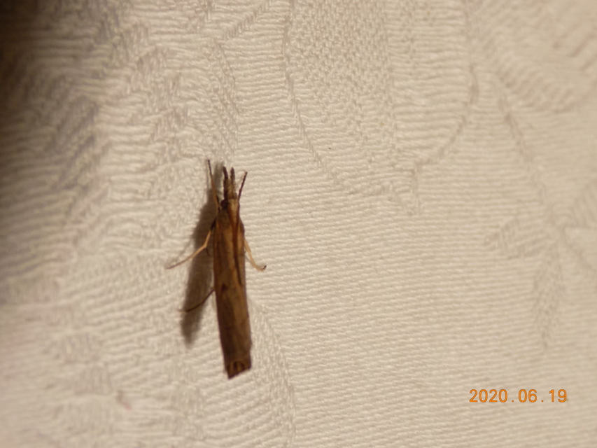 Pediasia contaminella - mocskos fűgyökérmoly