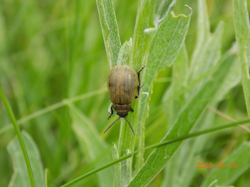 Galeruca pomonae - barna olajosbogár
