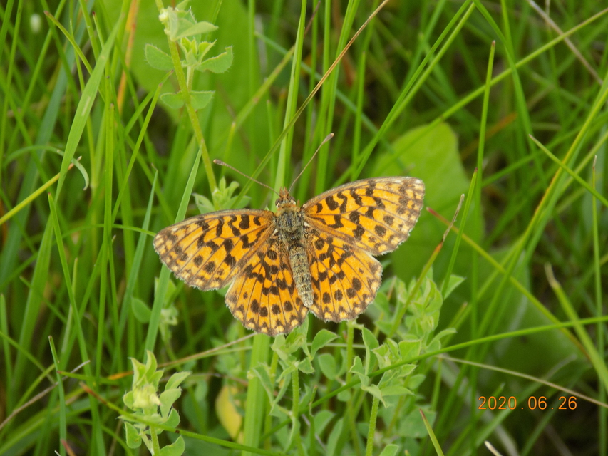 Boloria dia - kis gyöngyházlepke