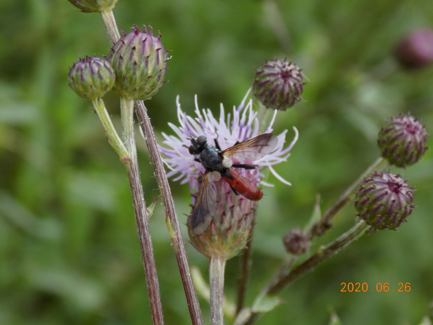 Cylindromyia bicolor