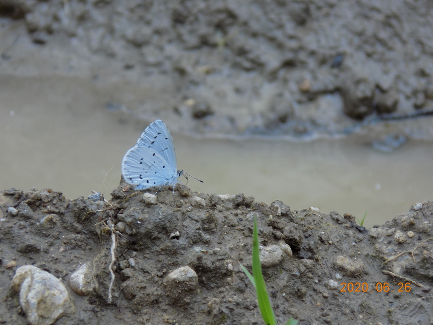 Celastrina argiolus - bengeboglárka