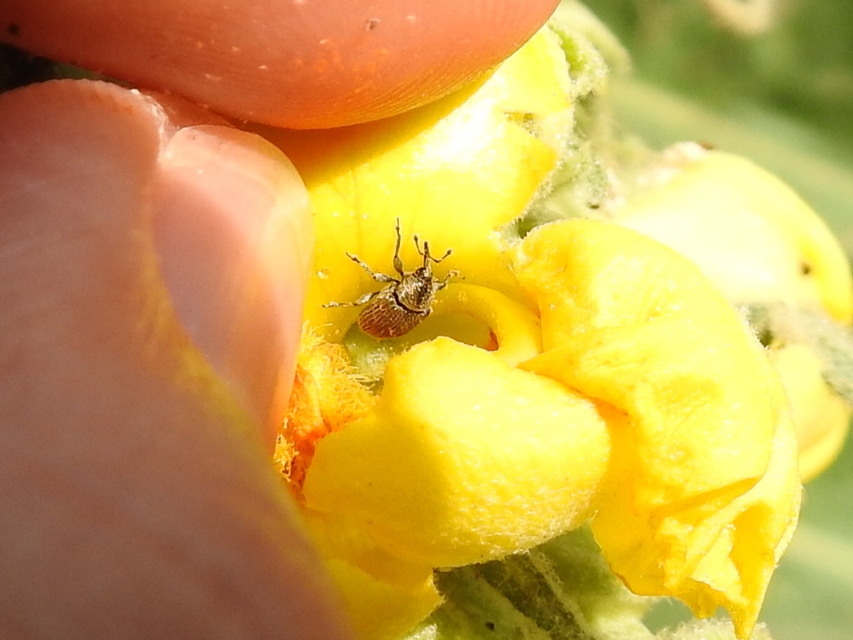 Rhinusa tetra - magtoklakó ökörfarkkóró-ormányos