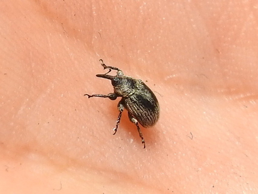 Rhinusa tetra - magtoklakó ökörfarkkóró-ormányos