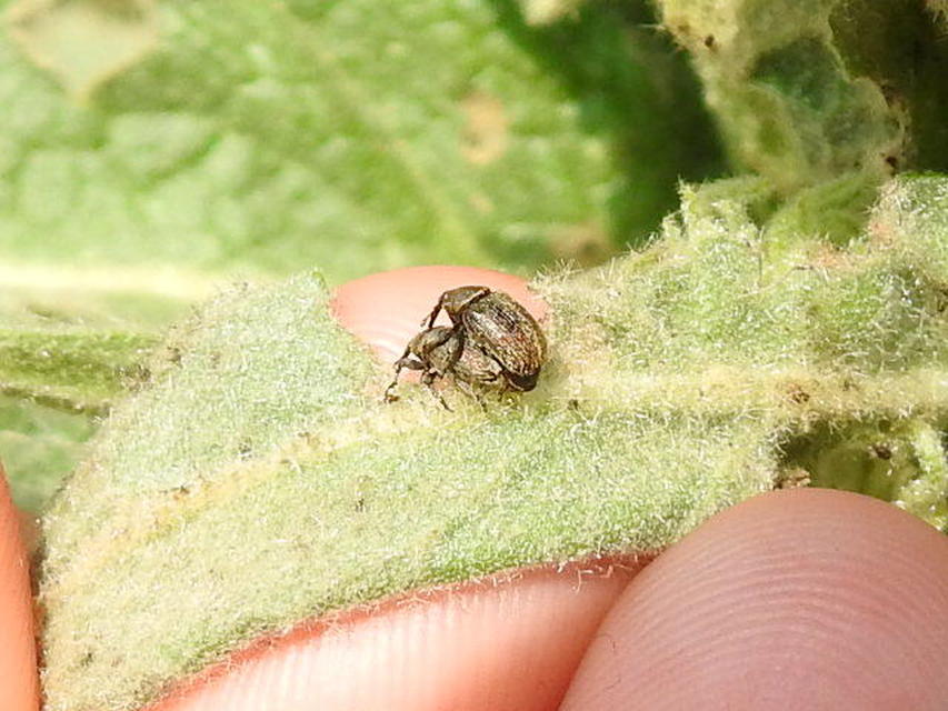 Rhinusa tetra - magtoklakó ökörfarkkóró-ormányos