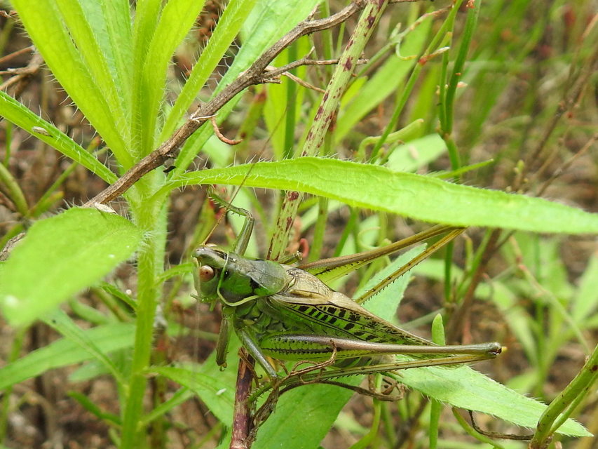 Gampsocleis glabra - tőrös szöcske