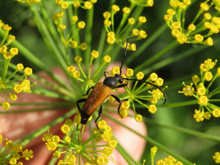 Stictoleptura fulva - vörhenyes virágcincér