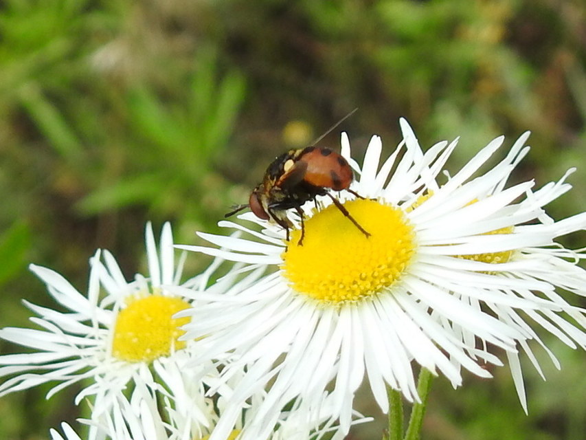 Gymnosoma