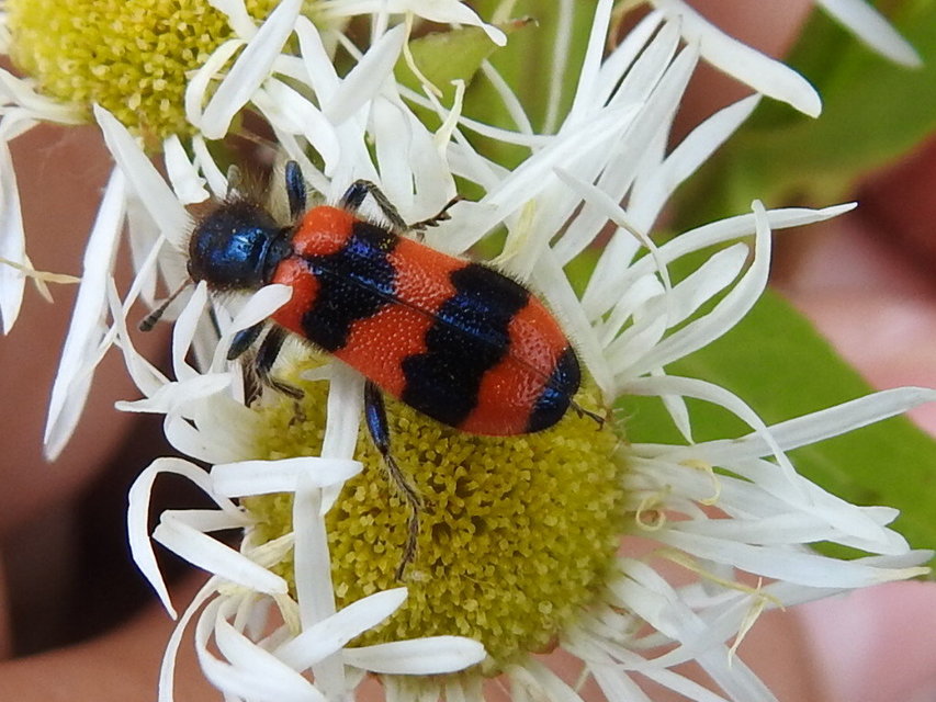Trichodes apiarius - szalagos méhészbogár