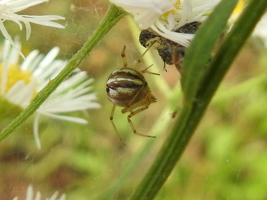 Phylloneta