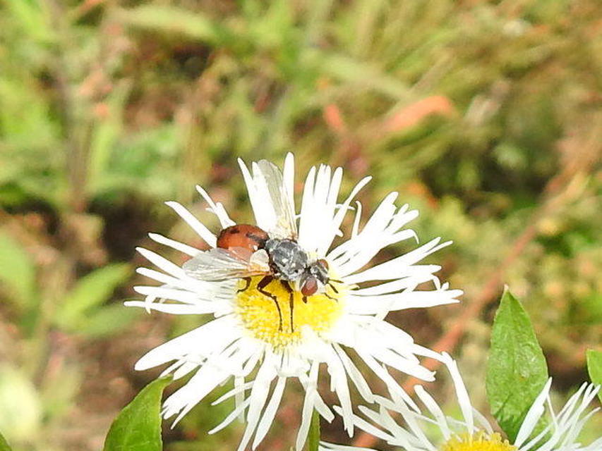 Gymnosoma