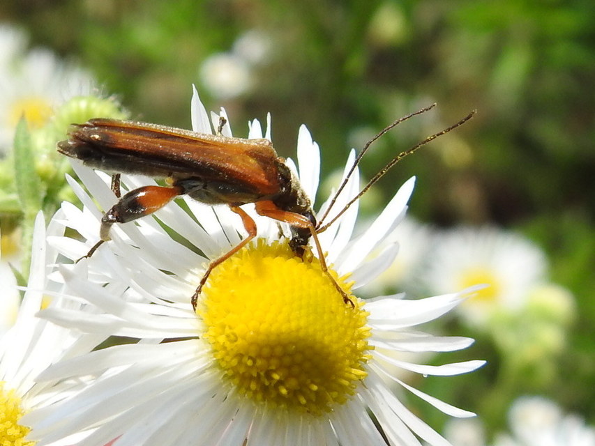 Oedemera podagrariae - székfű-álcincér
