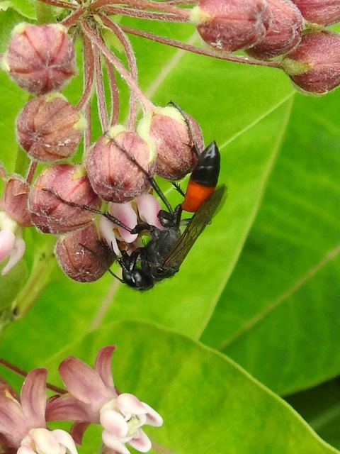 Podalonia