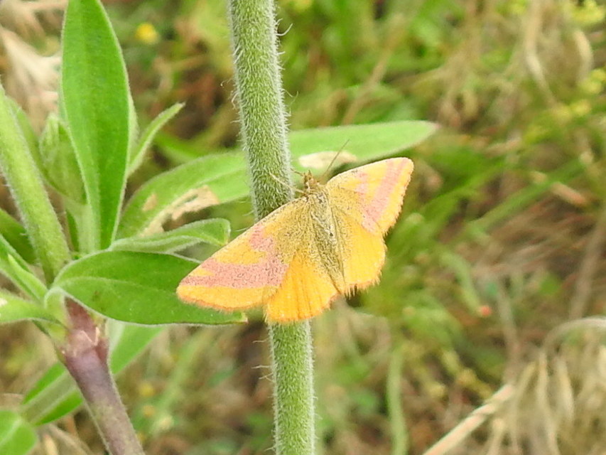 Lythria cruentaria - bíborcsíkos araszoló