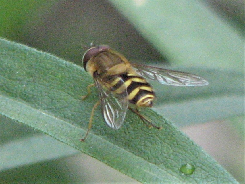 Syrphus