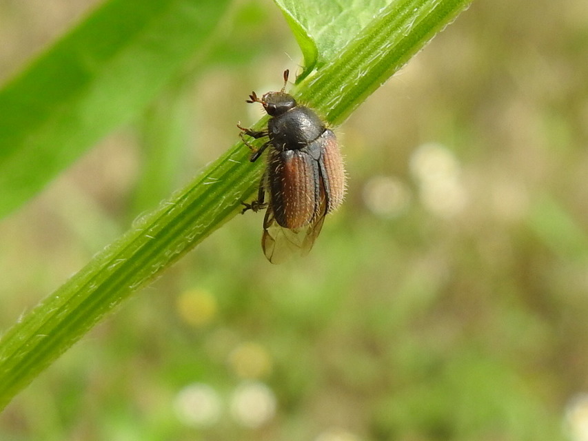 Omaloplia nigromarginata - szegélyes kiscserebogár