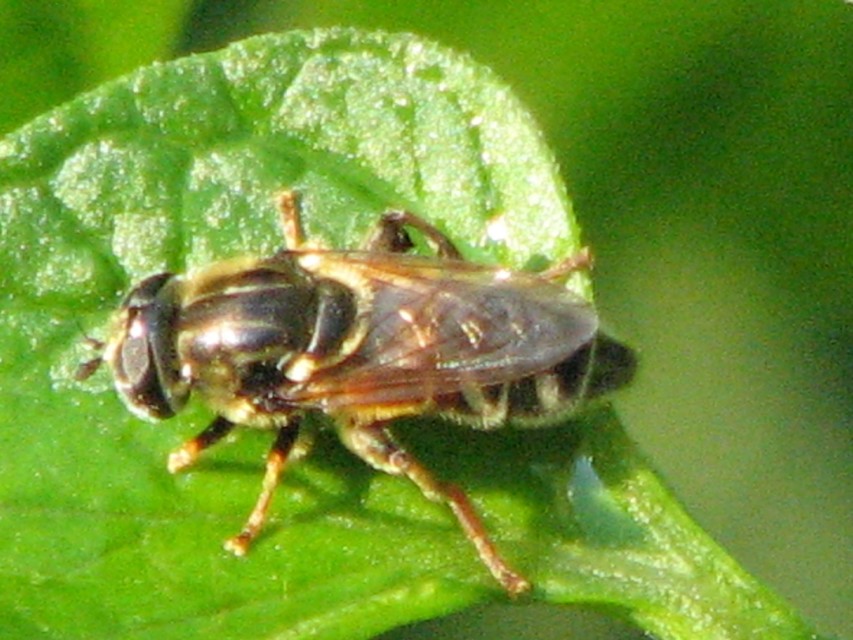 Merodon