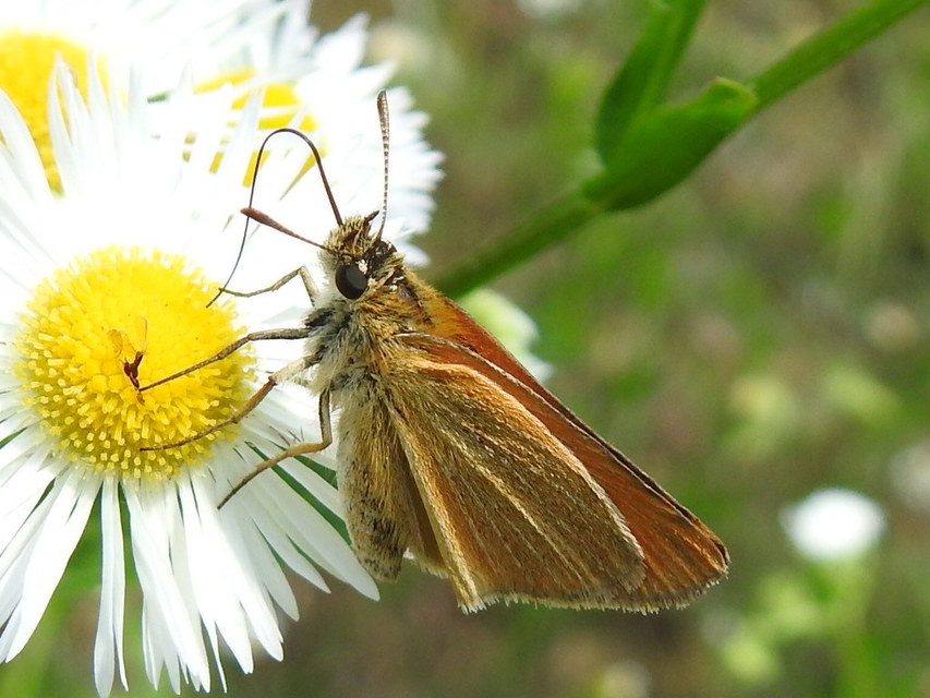 Thymelicus lineola - vonalas busalepke