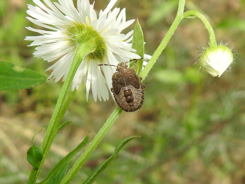 Dolycoris baccarum - közönséges bogyómászó-poloska