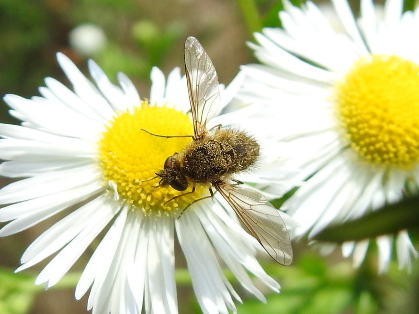 Bombylisoma