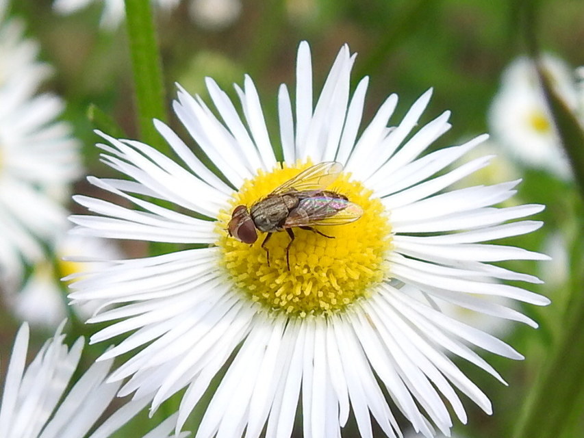 Miltogramminae