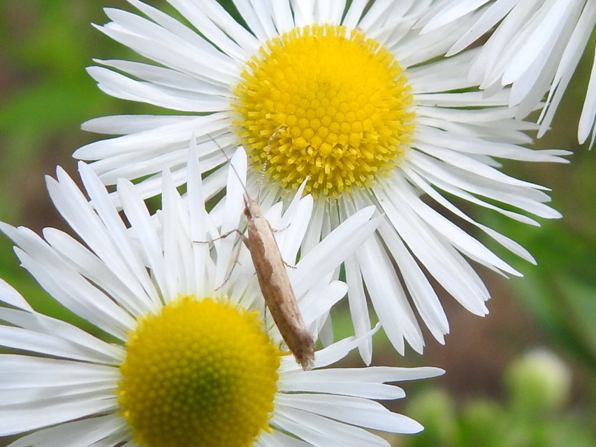 Plutella xylostella - káposztamoly