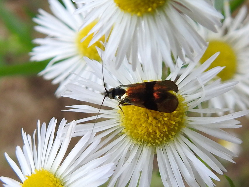 Nemophora