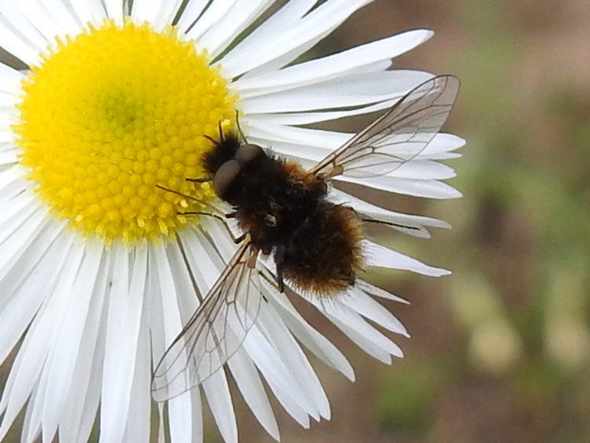 Bombylisoma nigriceps