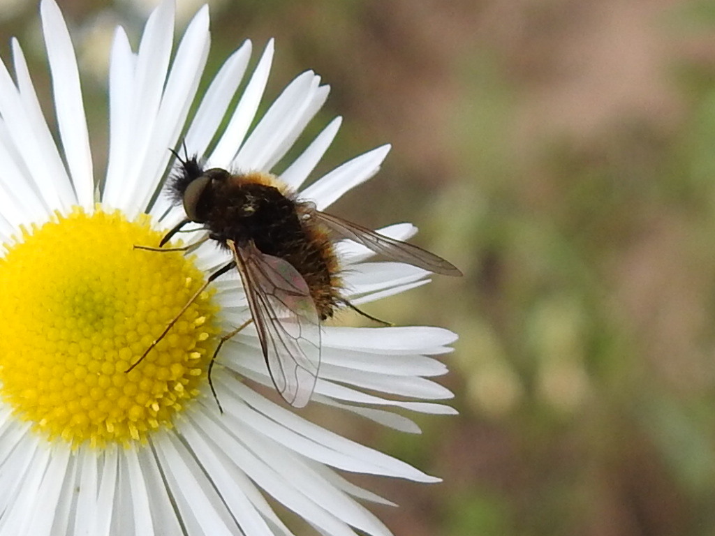 Bombylisoma nigriceps