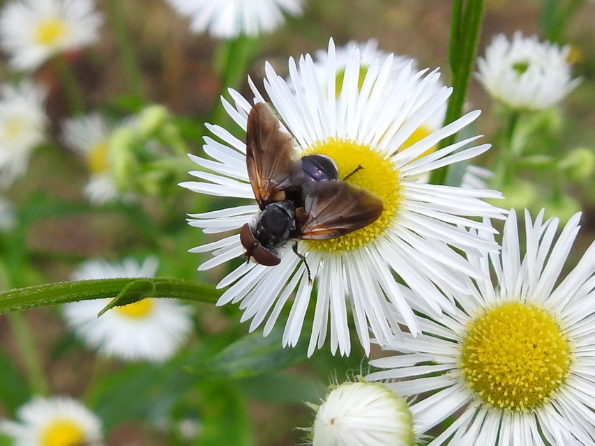 Phasia