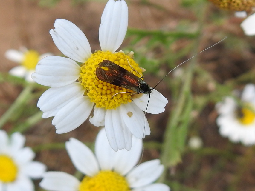 Nemophora