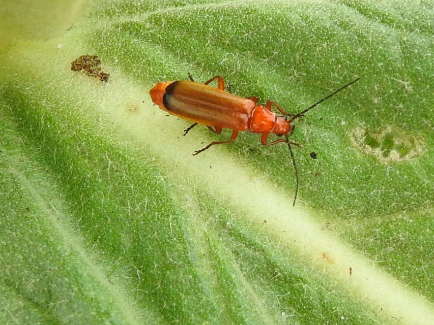 Rhagonycha fulva - feketevégű lágybogár