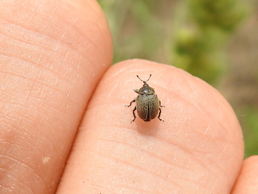 Rhinusa tetra - magtoklakó ökörfarkkóró-ormányos