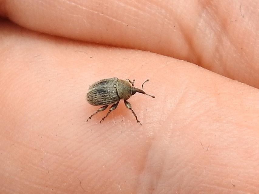 Rhinusa tetra - magtoklakó ökörfarkkóró-ormányos