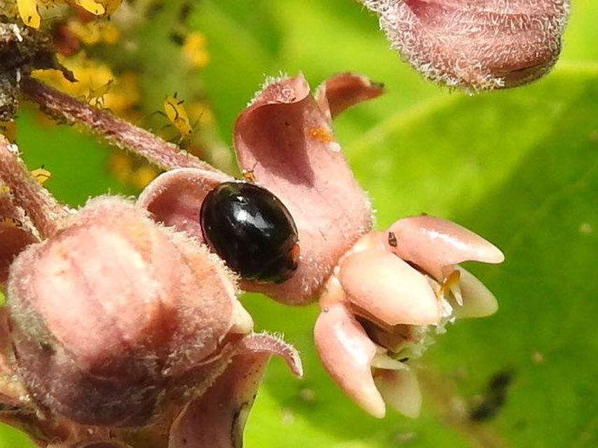 Parexochomus nigromaculatus - egyszínű szerecsenkata