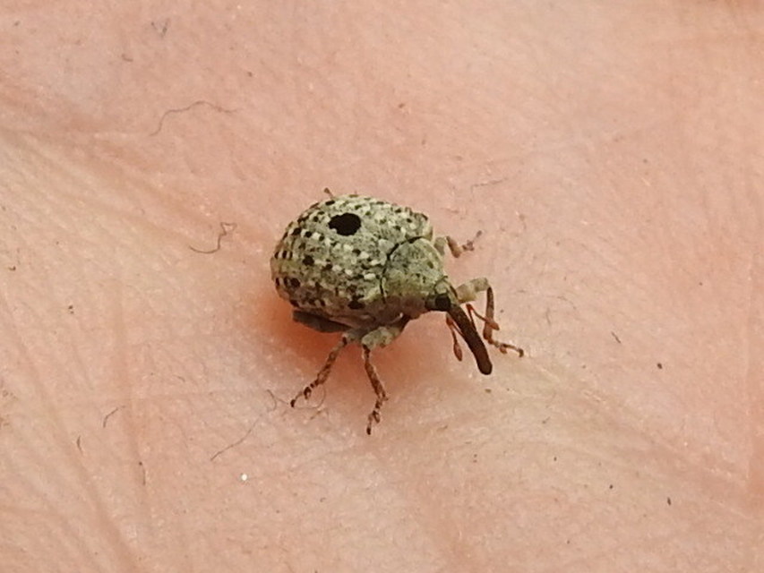 Cionus thapsus - kis ökörfarkkóró-gömbormányos