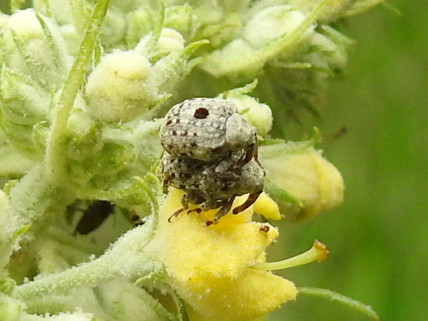 Cionus thapsus - kis ökörfarkkóró-gömbormányos