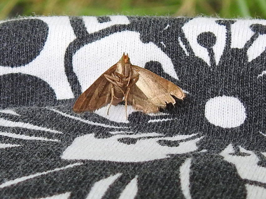 Endotricha flammealis - tüzesszárnyú fényilonca