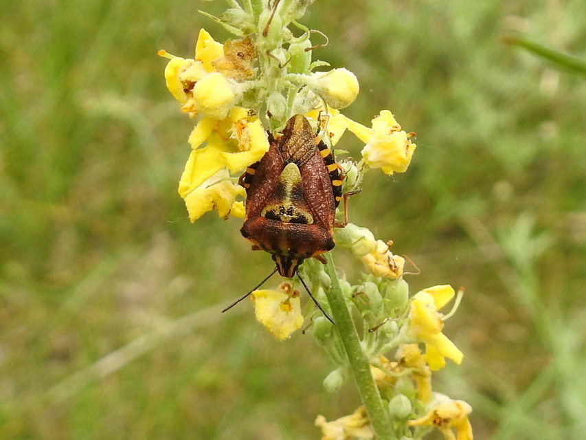 Carpocoris