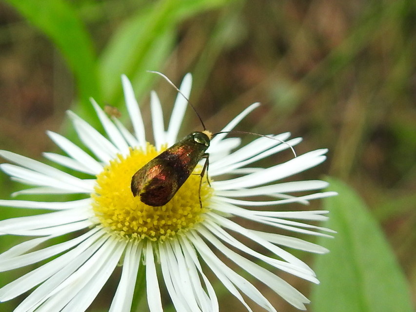 Nemophora